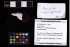 Foto (Objekt + Etikett) von Eodromites sp.  (NHMW-GEO-2017-0089-0035)